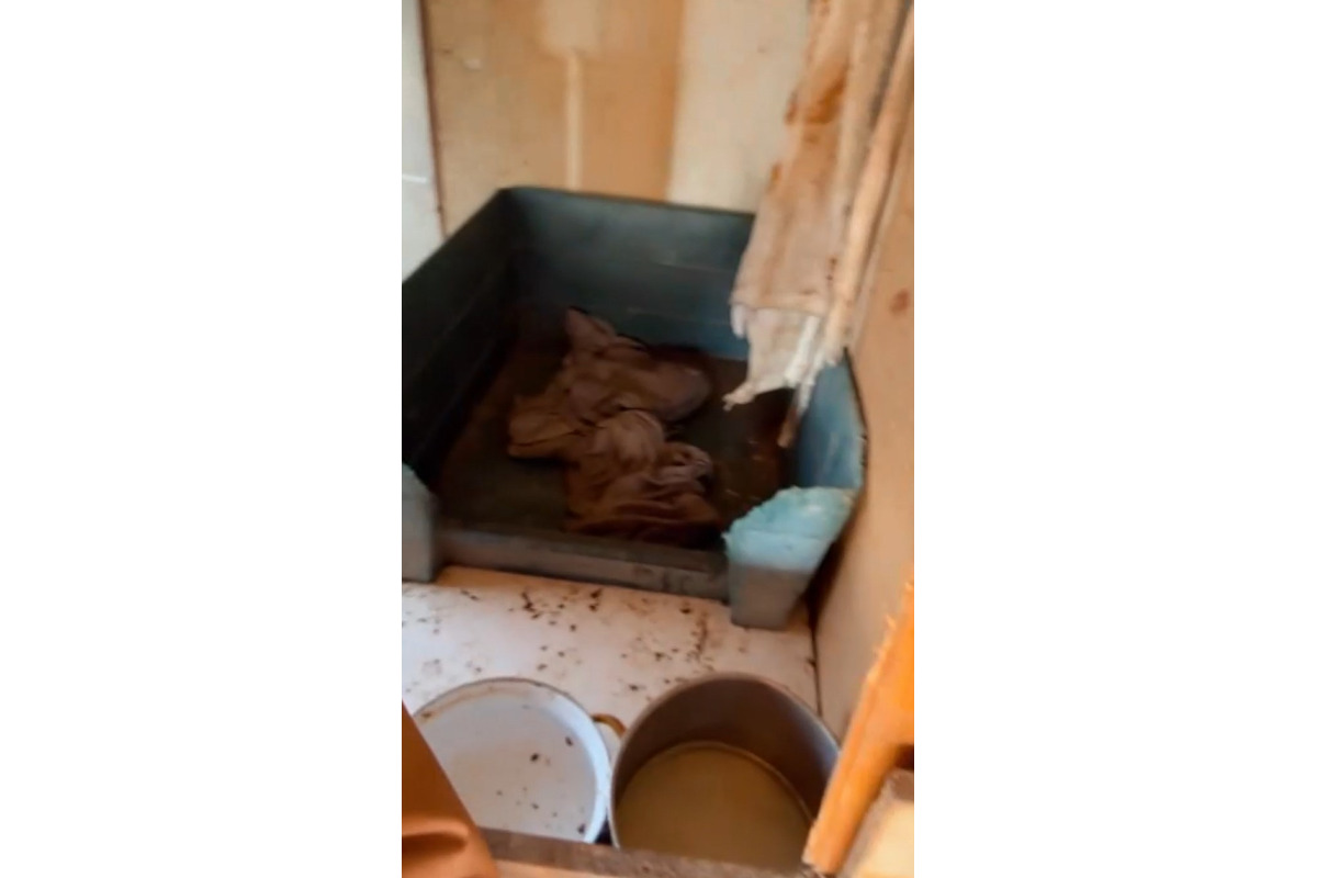 FOTO: Muž z Prievidze držal 14 psov v trýznivých podmienkach , foto 5