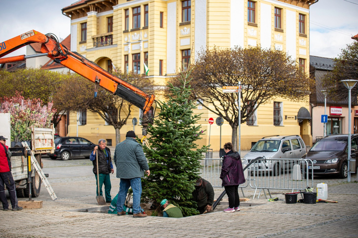 FOTO: Novomešťania sa tešia z vianočného stromčeka. Na Námestí slobody pribudla Jedľa normandská, foto 1