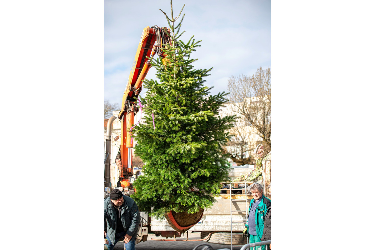 FOTO: Novomešťania sa tešia z vianočného stromčeka. Na Námestí slobody pribudla Jedľa normandská, foto 2