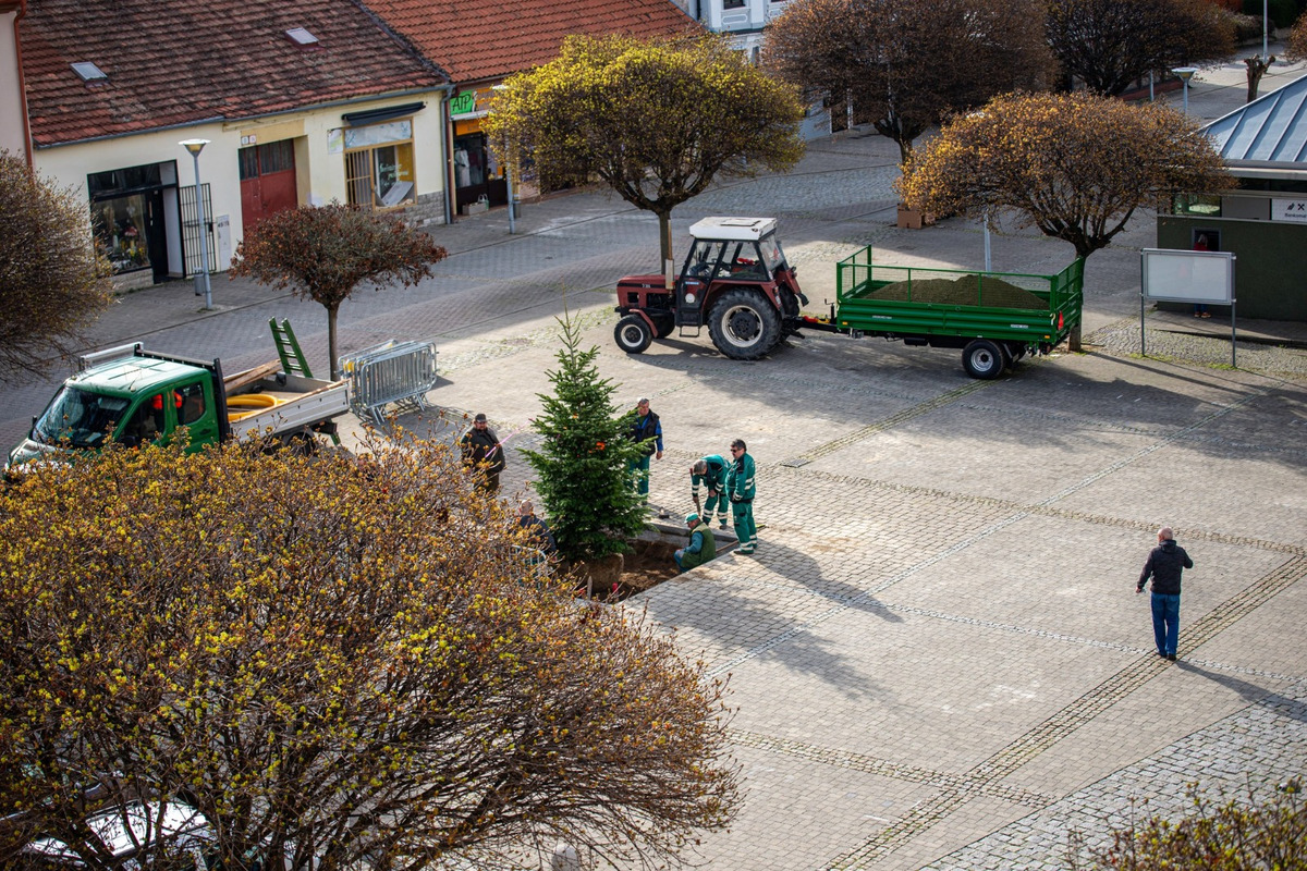 FOTO: Novomešťania sa tešia z vianočného stromčeka. Na Námestí slobody pribudla Jedľa normandská, foto 3