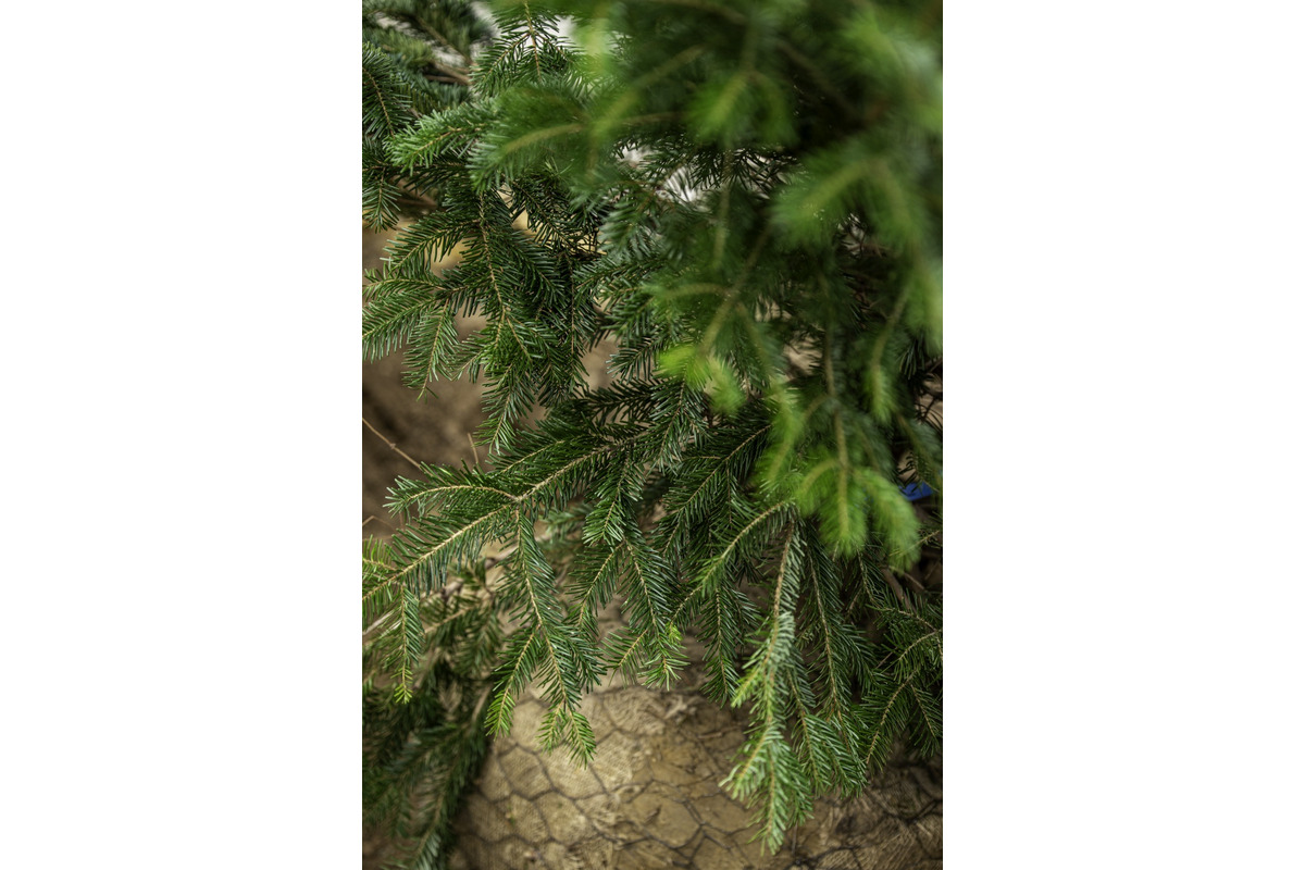 FOTO: Novomešťania sa tešia z vianočného stromčeka. Na Námestí slobody pribudla Jedľa normandská, foto 4