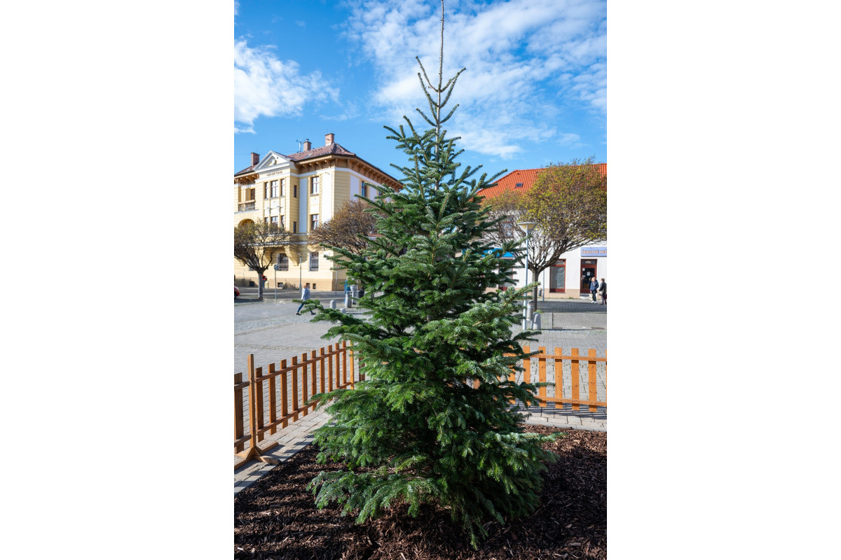 FOTO: Novomešťania sa tešia z vianočného stromčeka. Na Námestí slobody pribudla Jedľa normandská, foto 5