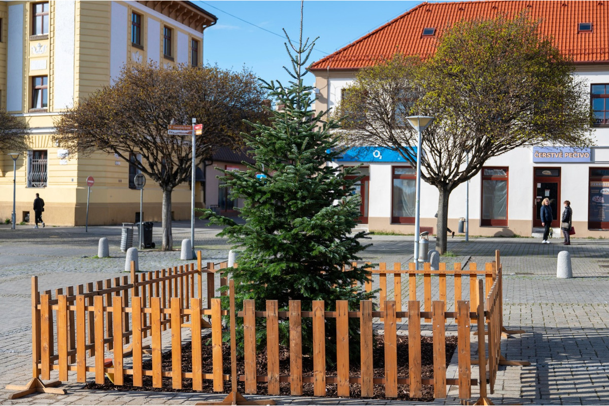 FOTO: Novomešťania sa tešia z vianočného stromčeka. Na Námestí slobody pribudla Jedľa normandská, foto 6