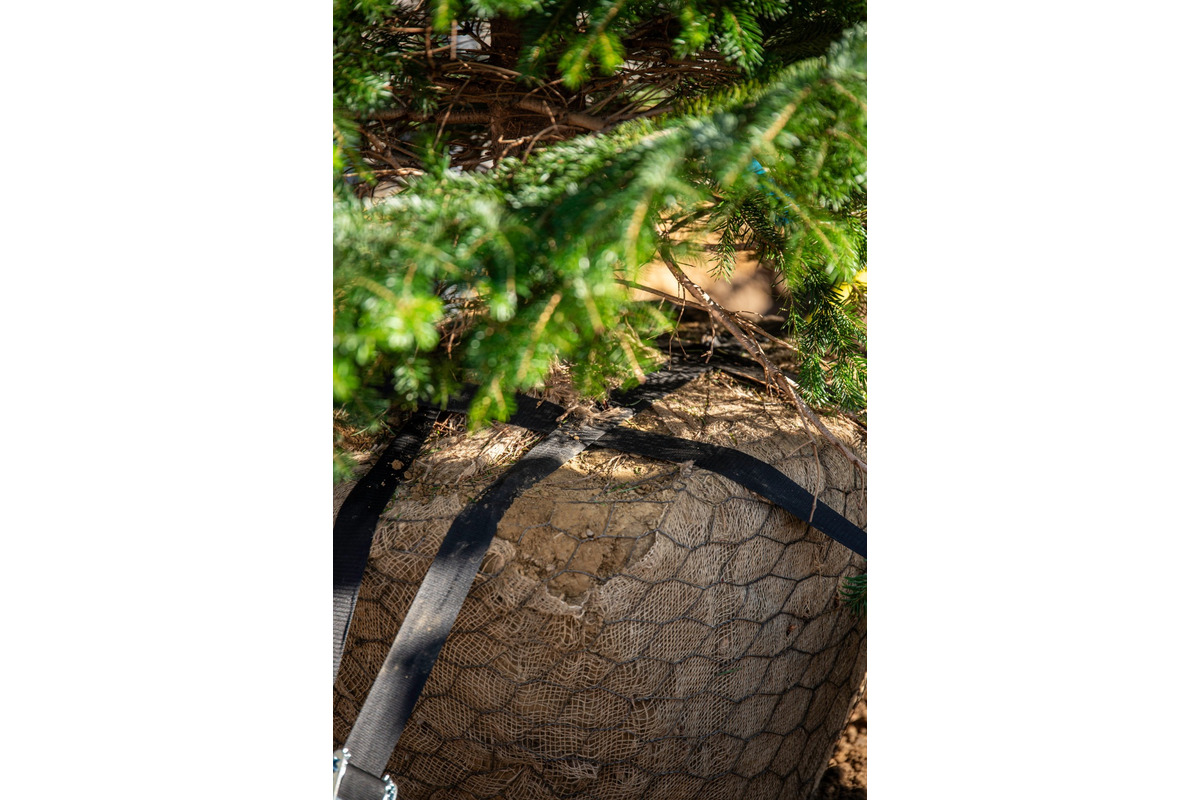 FOTO: Novomešťania sa tešia z vianočného stromčeka. Na Námestí slobody pribudla Jedľa normandská, foto 7