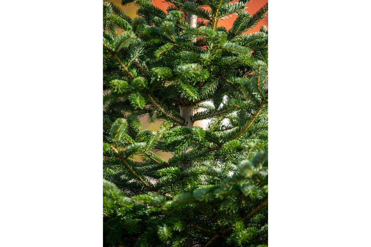 FOTO: Novomešťania sa tešia z vianočného stromčeka. Na Námestí slobody pribudla Jedľa normandská, foto 8
