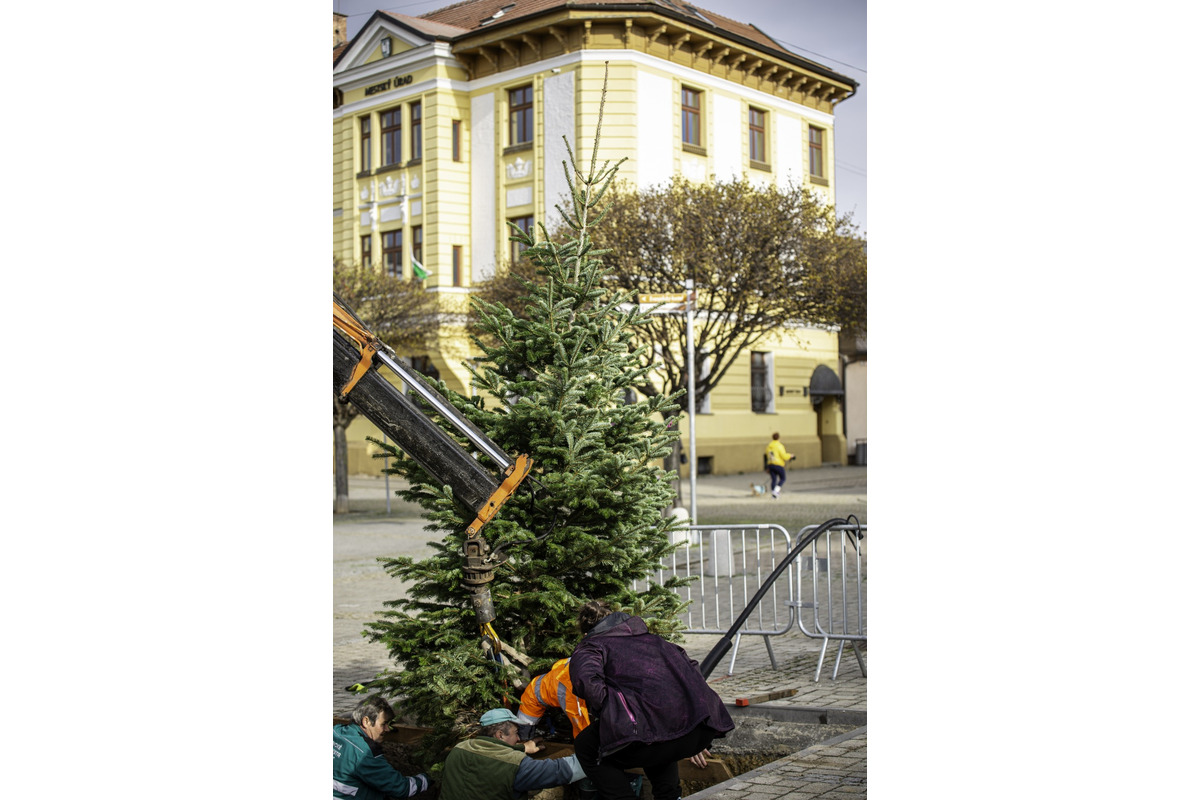 FOTO: Novomešťania sa tešia z vianočného stromčeka. Na Námestí slobody pribudla Jedľa normandská, foto 10