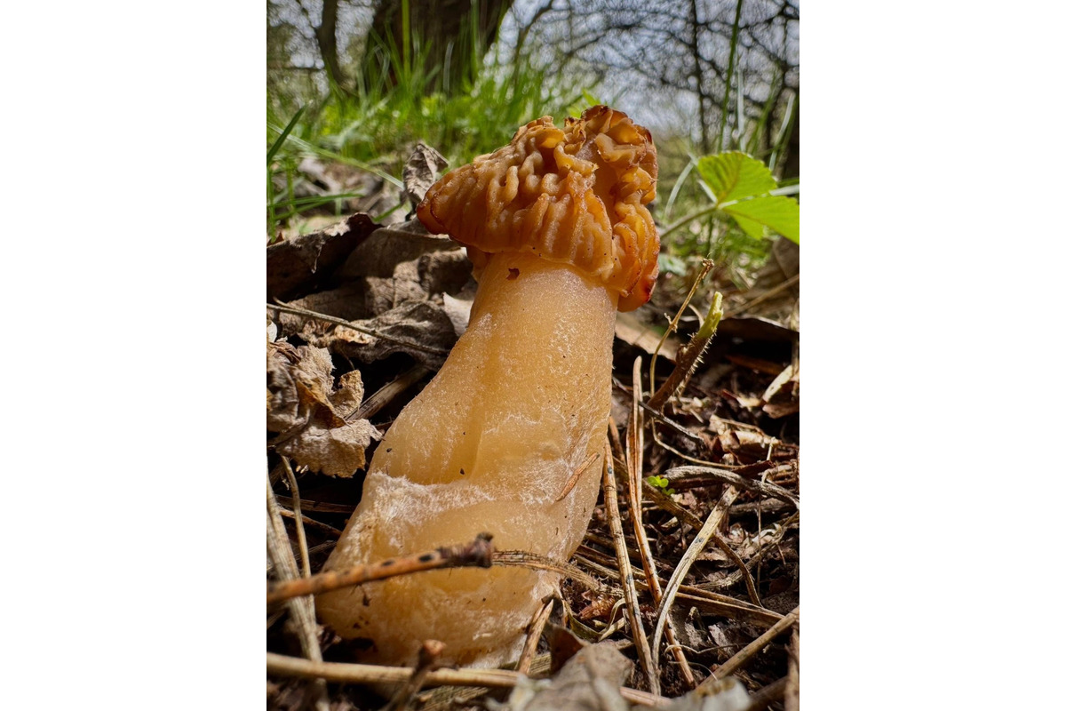 FOTO: Prvé hubárske úlovky v Trenčianskom kraji, foto 1