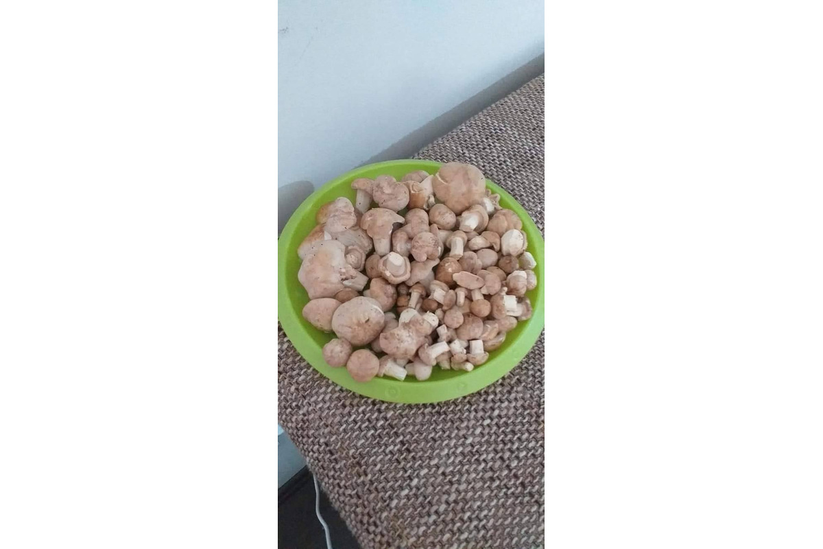 FOTO: Prvé hubárske úlovky v Trenčianskom kraji, foto 2