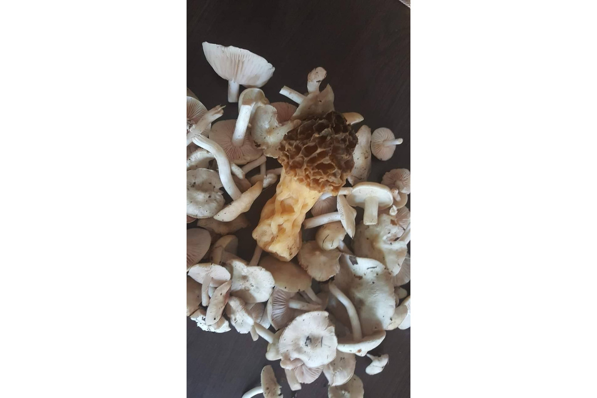 FOTO: Prvé hubárske úlovky v Trenčianskom kraji, foto 3