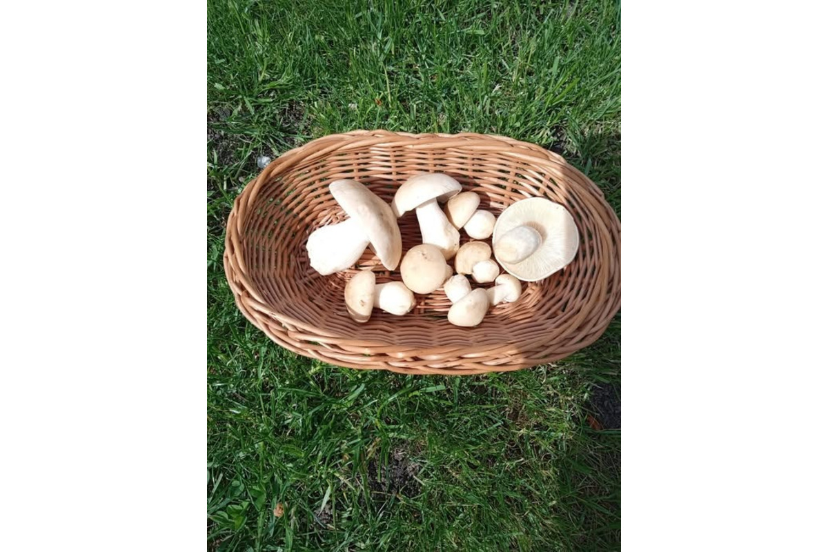 FOTO: Prvé hubárske úlovky v Trenčianskom kraji, foto 4