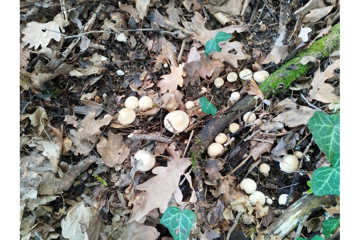 FOTO: Prvé hubárske úlovky v Trenčianskom kraji, foto 5