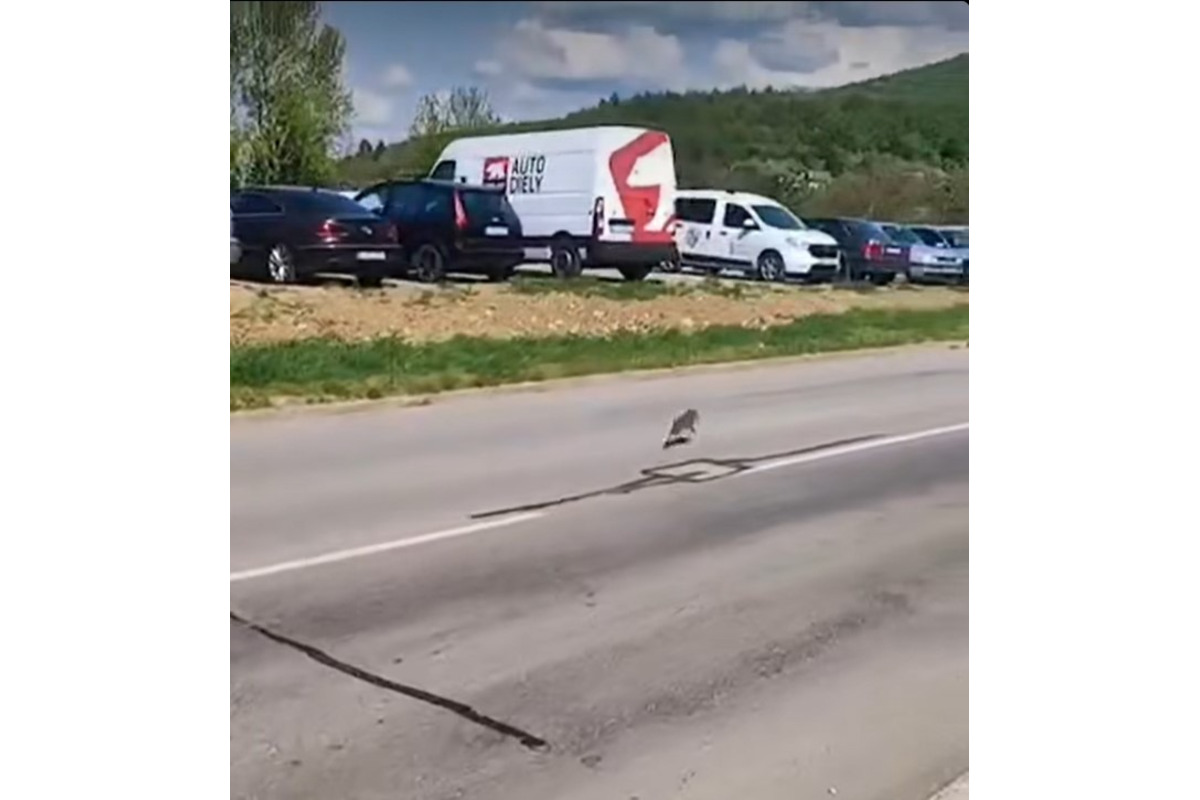 FOTO: Obyvateľov Dubnice nad Váhom zaskočilo mláďa diviaka v meste , foto 1