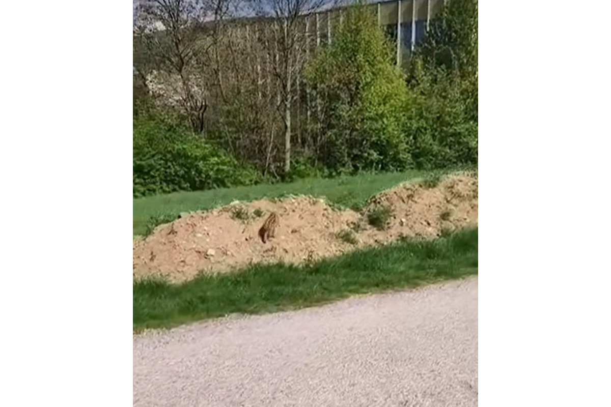 FOTO: Obyvateľov Dubnice nad Váhom zaskočilo mláďa diviaka v meste , foto 2