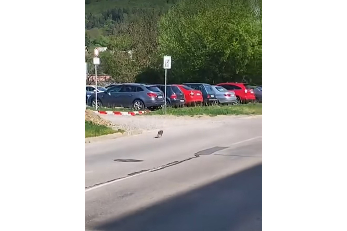 FOTO: Obyvateľov Dubnice nad Váhom zaskočilo mláďa diviaka v meste , foto 3