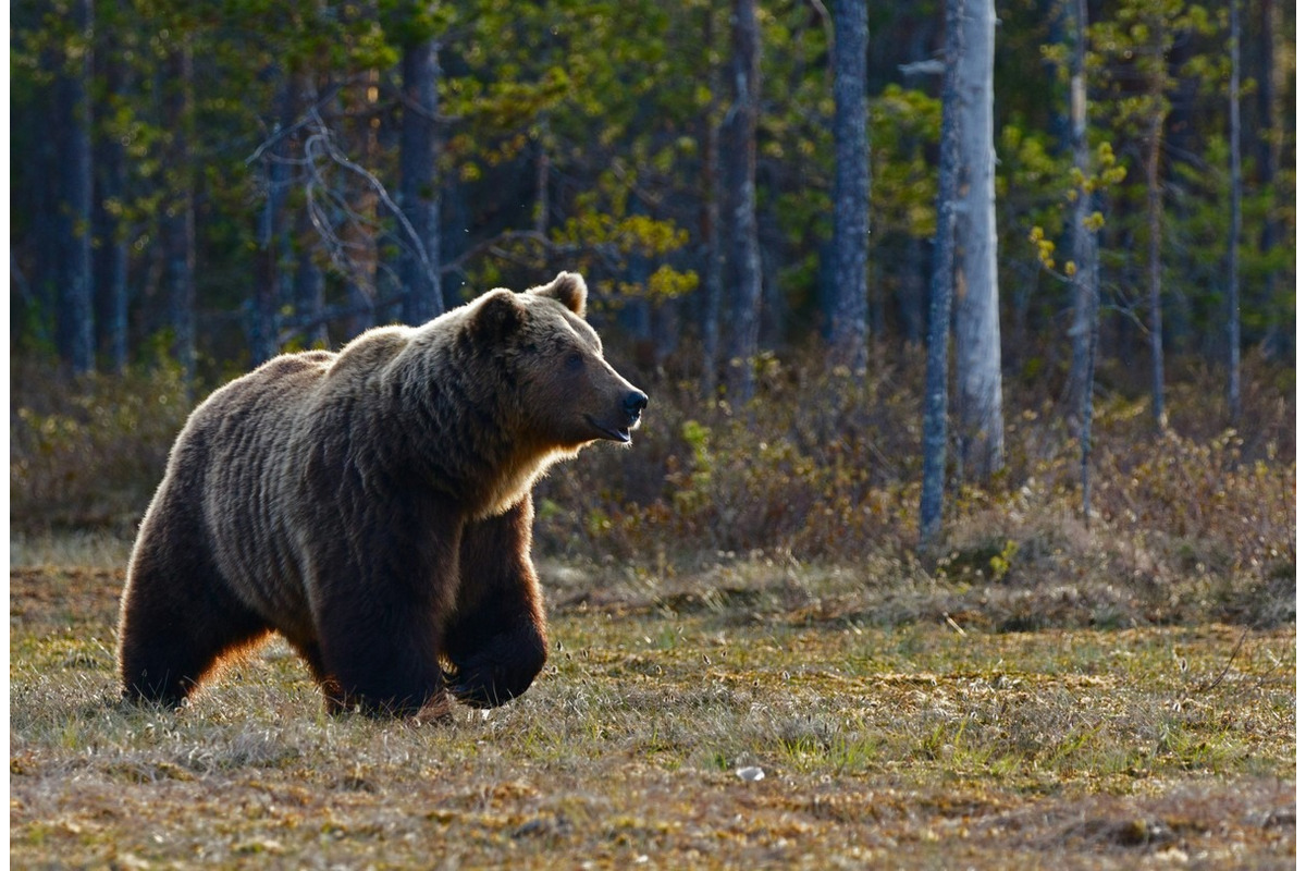 FOTO: Národná Zoo Bojnice prichýlila mláďatá medveďa , foto 1