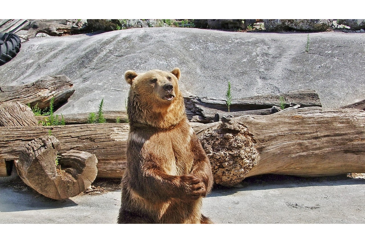 FOTO: Národná Zoo Bojnice prichýlila mláďatá medveďa , foto 2