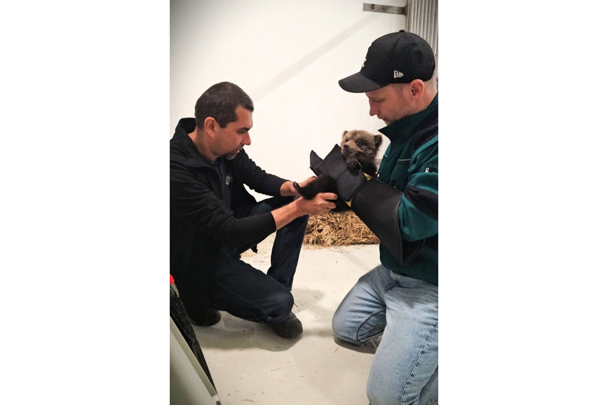 FOTO: Národná Zoo Bojnice prichýlila mláďatá medveďa , foto 4