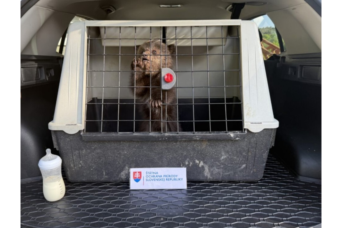 FOTO: Národná Zoo Bojnice prichýlila mláďatá medveďa , foto 6