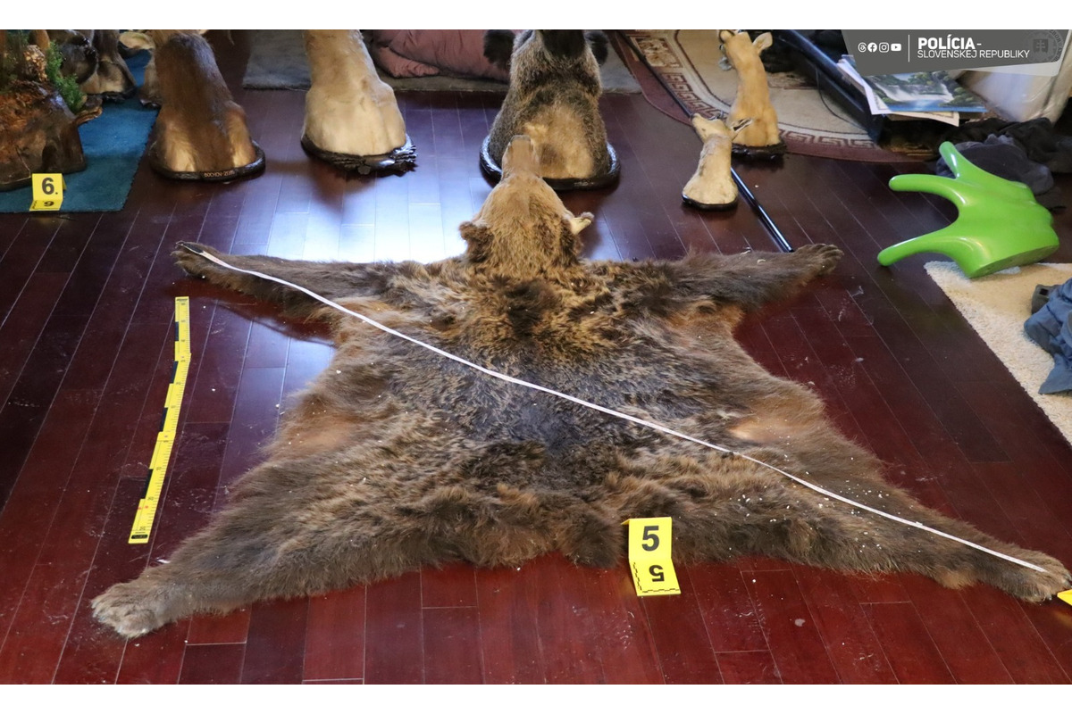 FOTO: Nezákonné trofeje a kože. Enviropolicajti odhalili u Myjavčana nelegálnu zbierku chránených zvieracích preparátov, foto 2