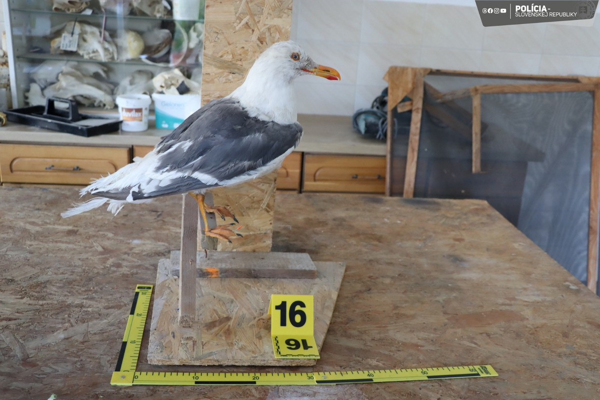FOTO: Nezákonné trofeje a kože. Enviropolicajti odhalili u Myjavčana nelegálnu zbierku chránených zvieracích preparátov, foto 4