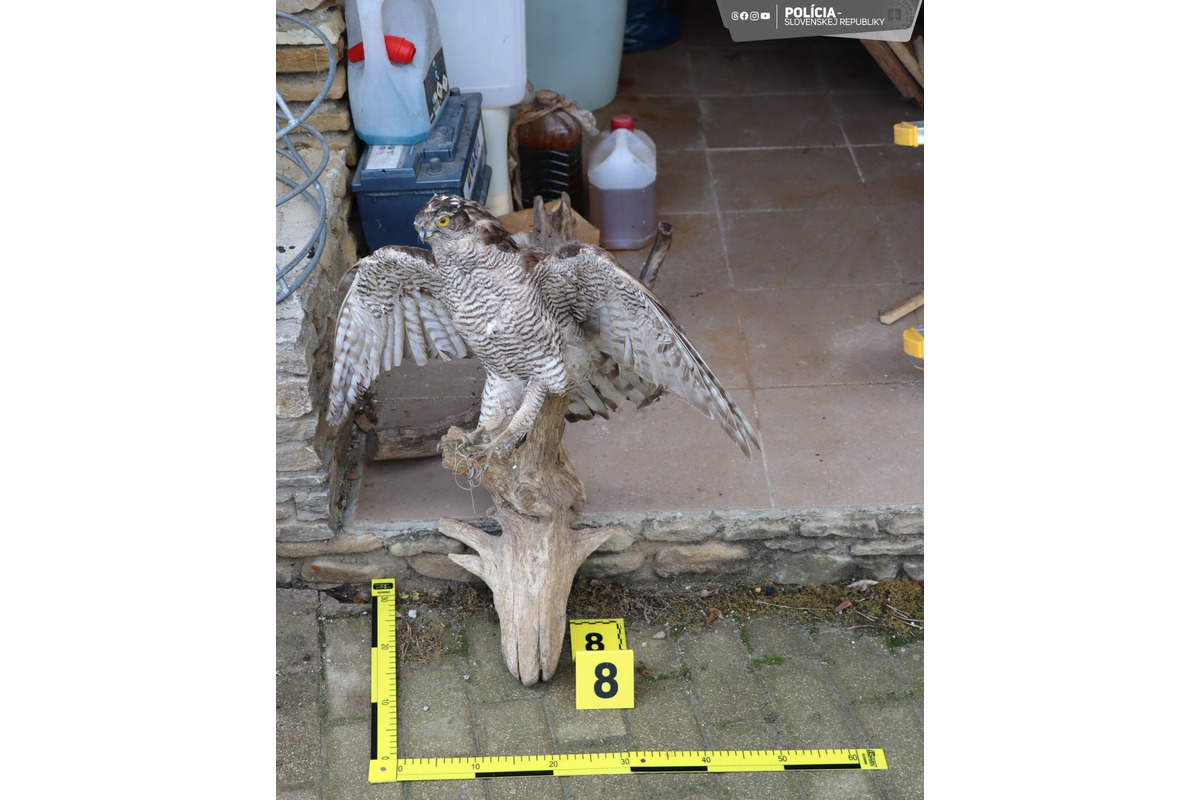 FOTO: Nezákonné trofeje a kože. Enviropolicajti odhalili u Myjavčana nelegálnu zbierku chránených zvieracích preparátov, foto 5