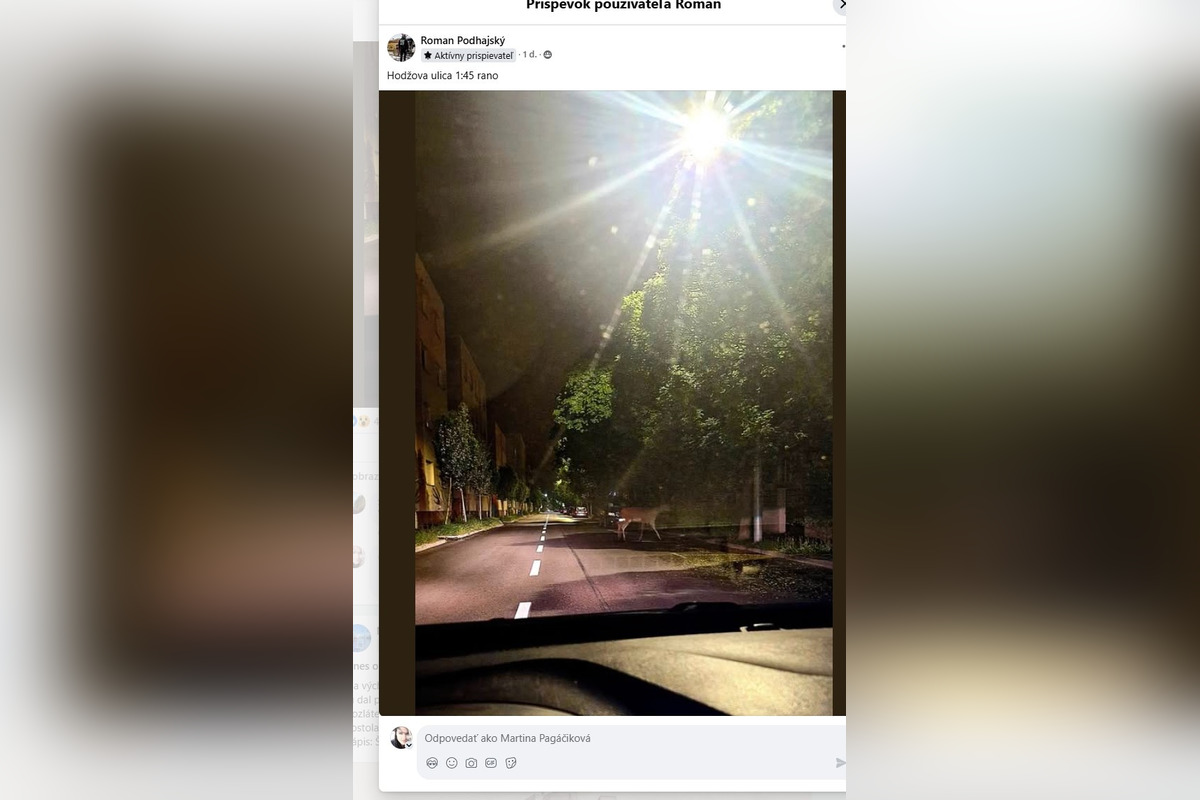 FOTO: Obyvateľov Trenčína prekvapil srnec uprostred mestskej časti Sihoť , foto 2