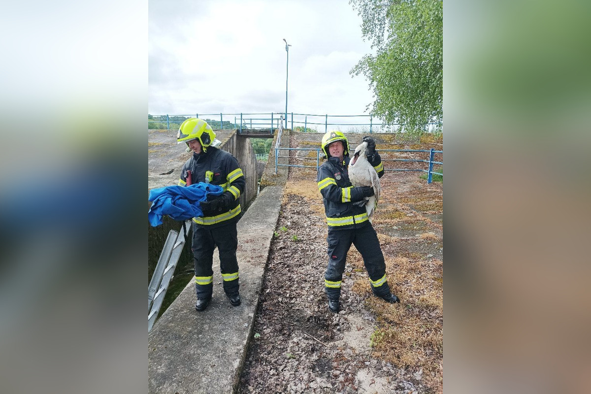 FOTO: V Bánovciach nad Bebravou zachraňovali hasiči uviaznutú labuť , foto 1
