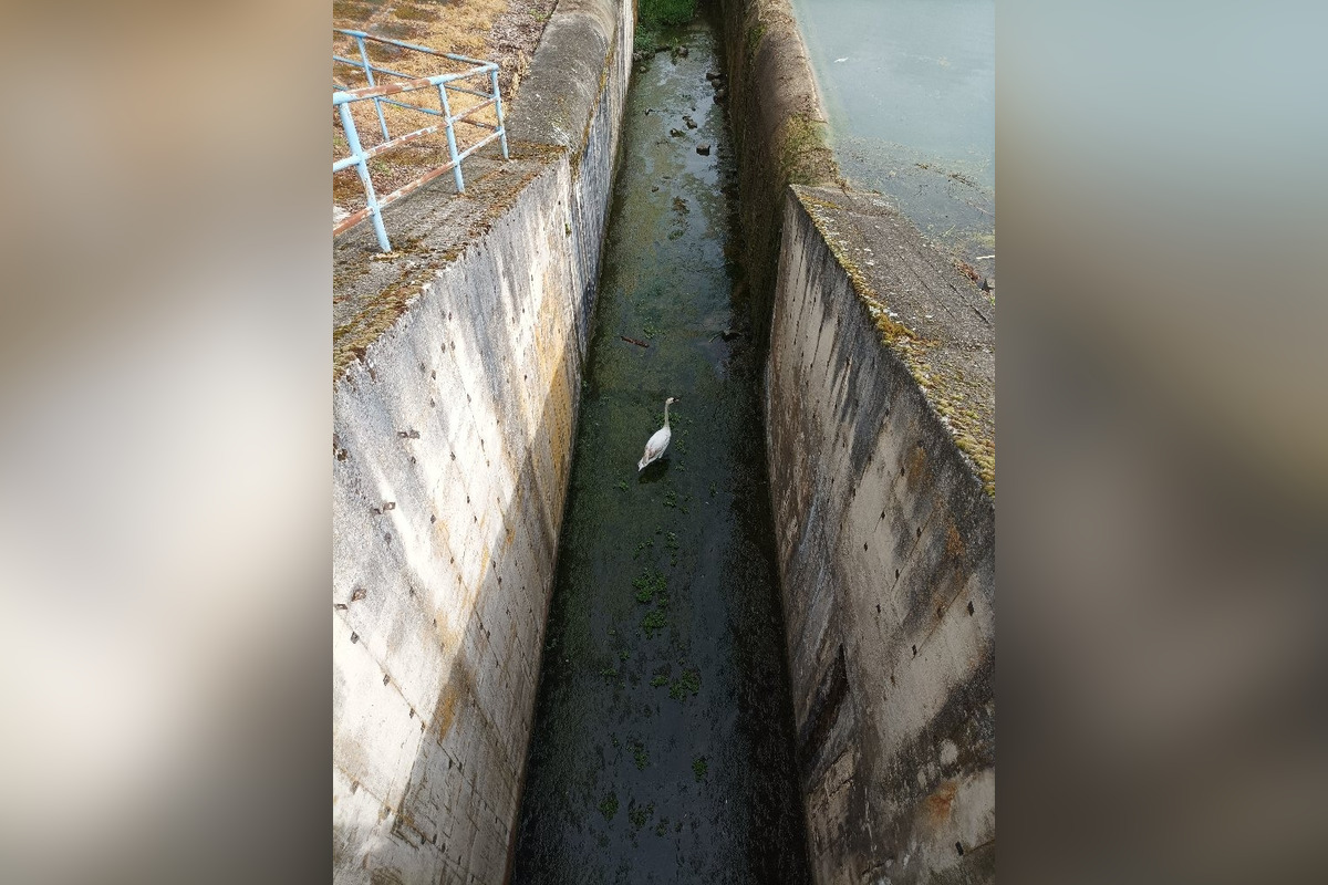 FOTO: V Bánovciach nad Bebravou zachraňovali hasiči uviaznutú labuť , foto 2