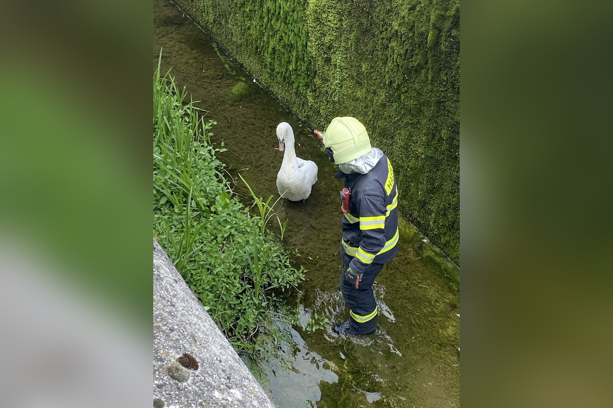 FOTO: V Bánovciach nad Bebravou zachraňovali hasiči uviaznutú labuť , foto 3