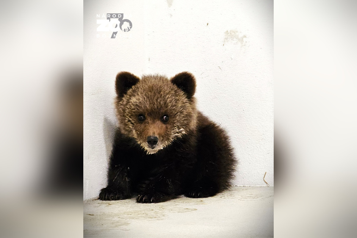 FOTO: Bojnická zoo prijala miedvieďa, mladá samica sa túlala na ceste medzi obcami , foto 1
