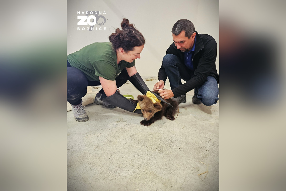 FOTO: Bojnická zoo prijala miedvieďa, mladá samica sa túlala na ceste medzi obcami , foto 2
