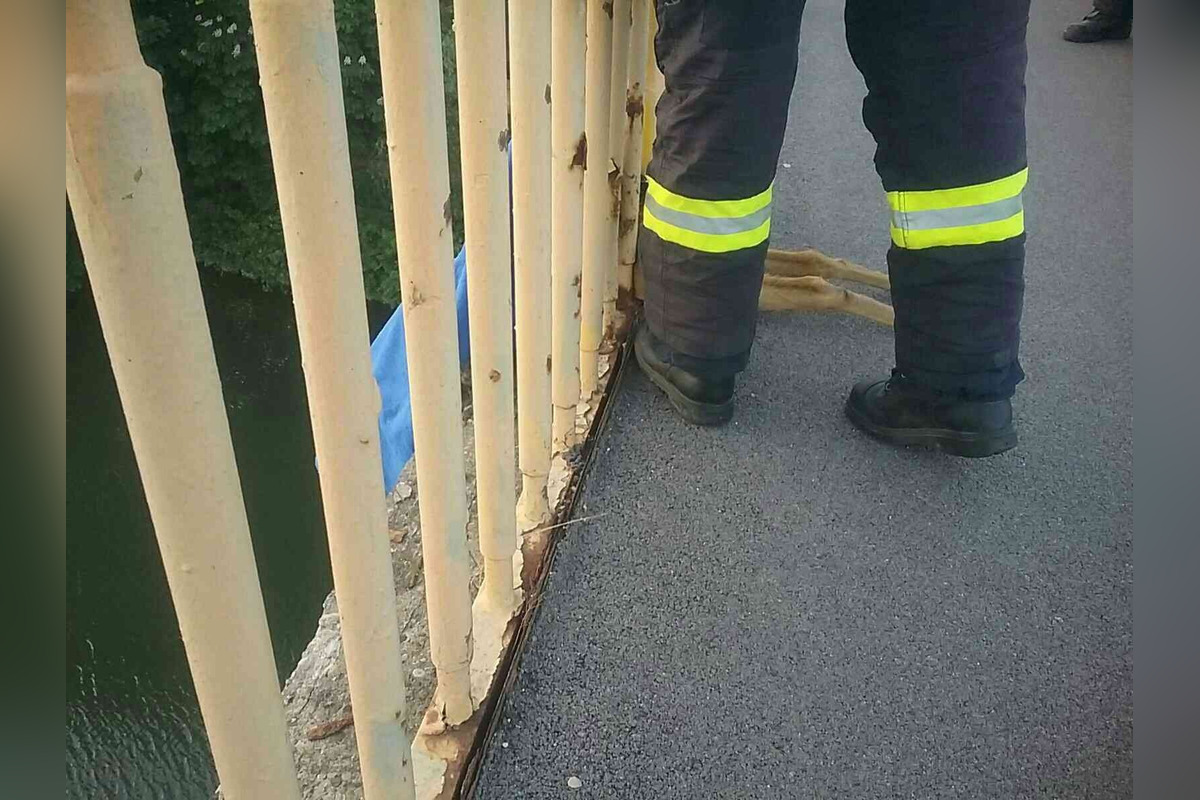FOTO: Hasiči z Trenčianskeho kraja oslobodili srnku zakliesnenú v mostnom zábradlí v Trenčíne, foto 1