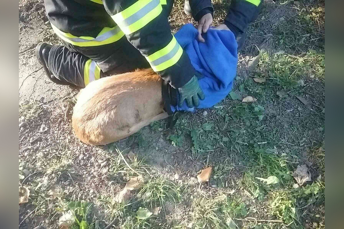 FOTO: Hasiči z Trenčianskeho kraja oslobodili srnku zakliesnenú v mostnom zábradlí v Trenčíne, foto 3