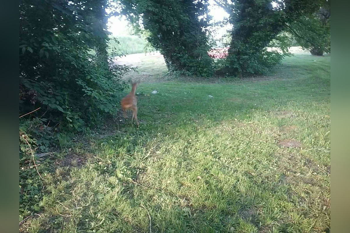 FOTO: Hasiči z Trenčianskeho kraja oslobodili srnku zakliesnenú v mostnom zábradlí v Trenčíne, foto 4
