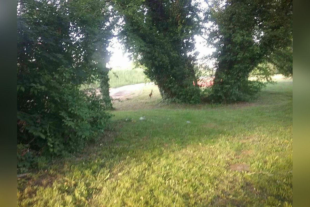 FOTO: Hasiči z Trenčianskeho kraja oslobodili srnku zakliesnenú v mostnom zábradlí v Trenčíne, foto 5