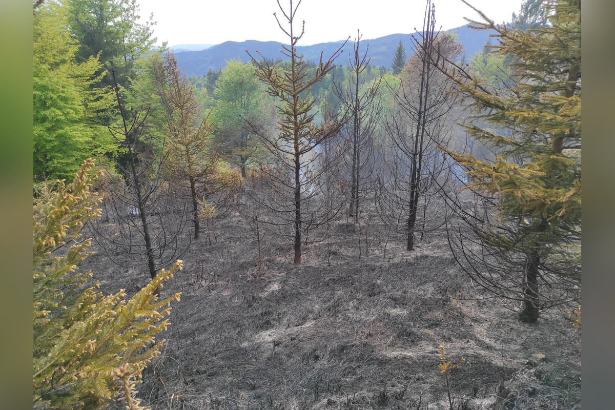 FOTO: Rozsiahly lesný požiar medzi Papradnom a Štiavnikom, zasahovalo vyše 50 hasičov, foto 7