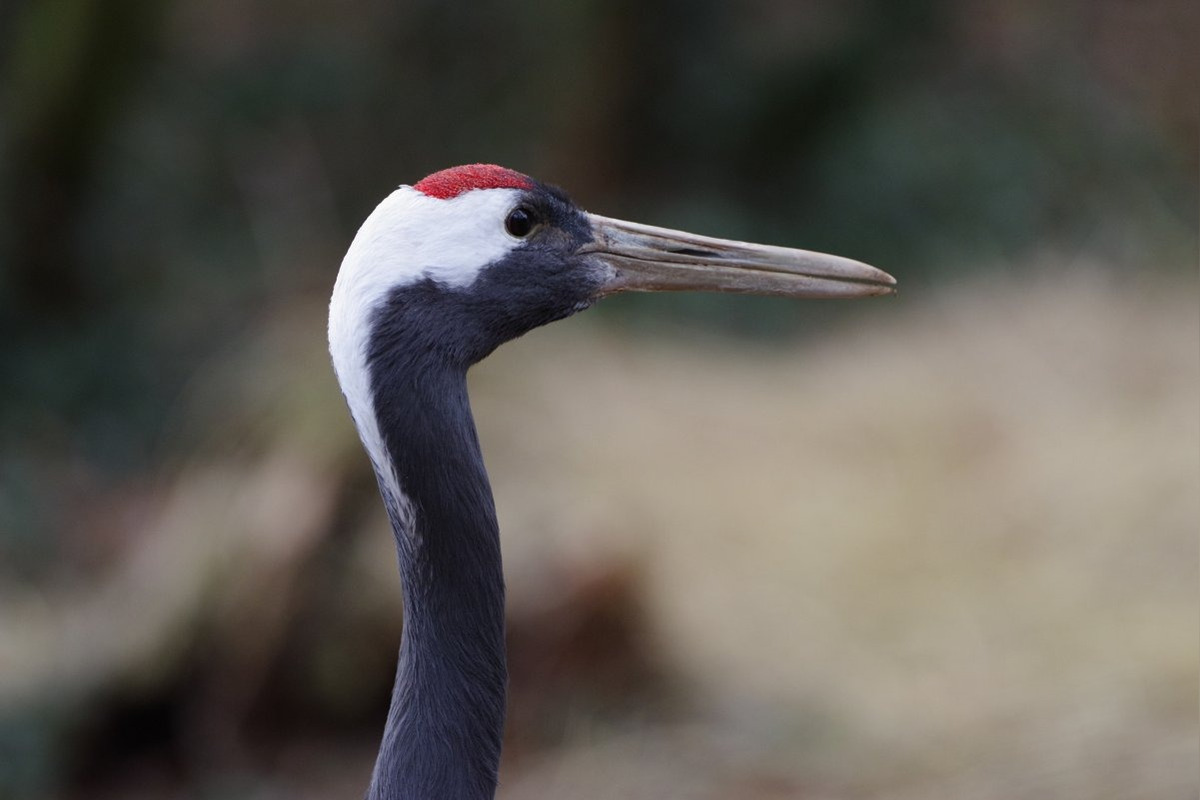 FOTO: Návštevník Národnej zoologickej záhrady pobúril svojím správaním , foto 4