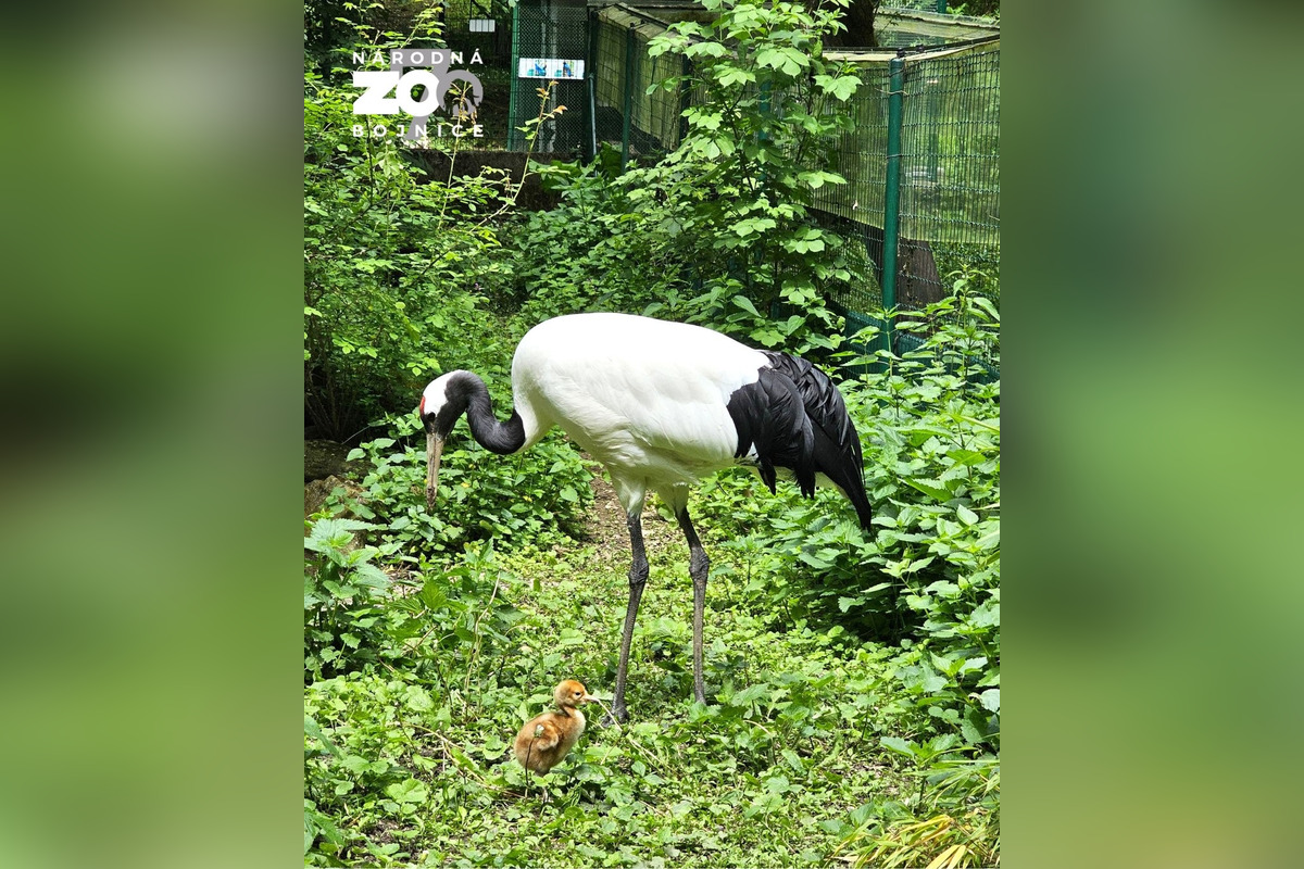 FOTO: Bojnická zoo má nový prírastok, platia však prísnejšie pravidlá, foto 2