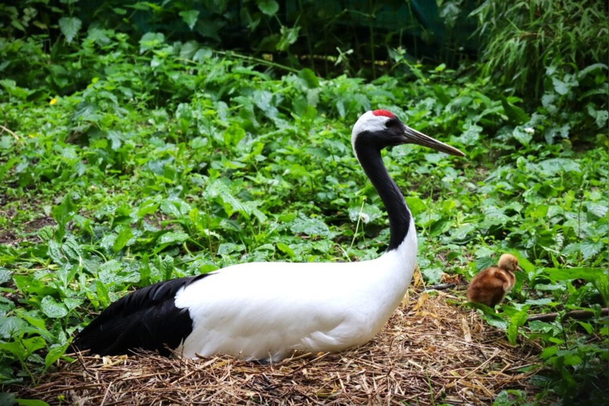 FOTO: Bojnická zoo má nový prírastok, platia však prísnejšie pravidlá, foto 5