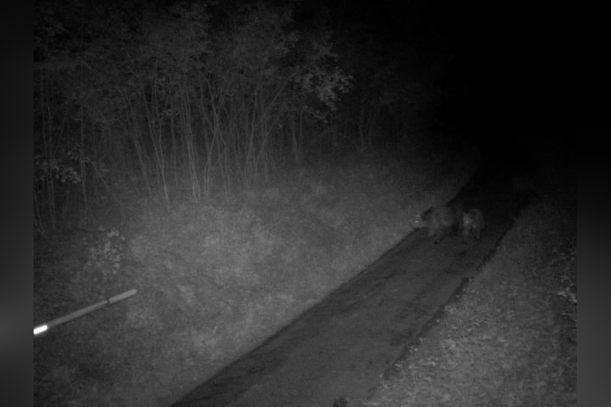 FOTO: Vedenie Košeca opakovane upozorňuje na výskyt medvedice s troma mladými v blízkosti obce, foto 2