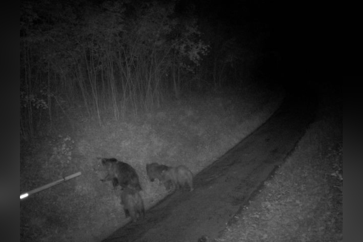 FOTO: Vedenie Košeca opakovane upozorňuje na výskyt medvedice s troma mladými v blízkosti obce, foto 3