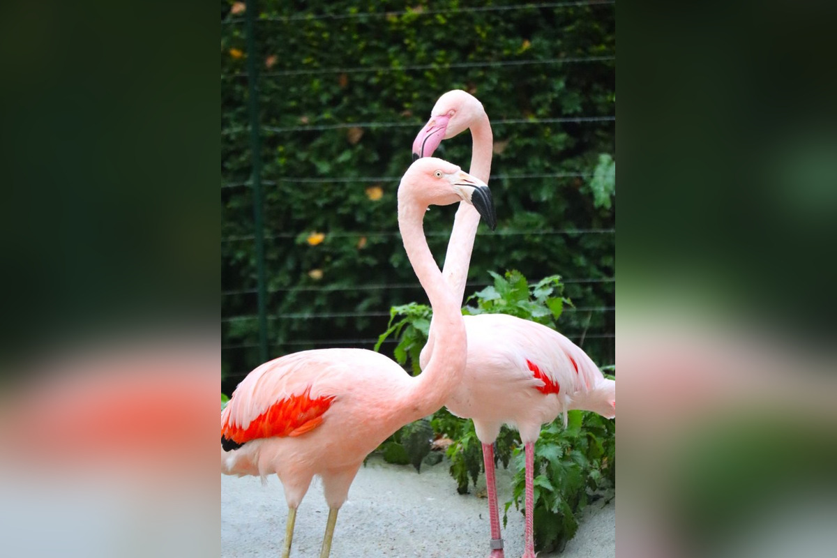 FOTO: Plameniaky v bojnickej zoo oslavujú jubileum , foto 1