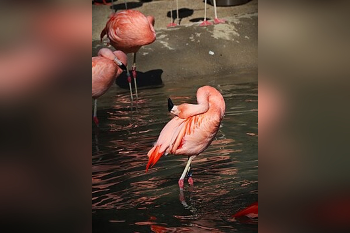 FOTO: Plameniaky v bojnickej zoo oslavujú jubileum , foto 2