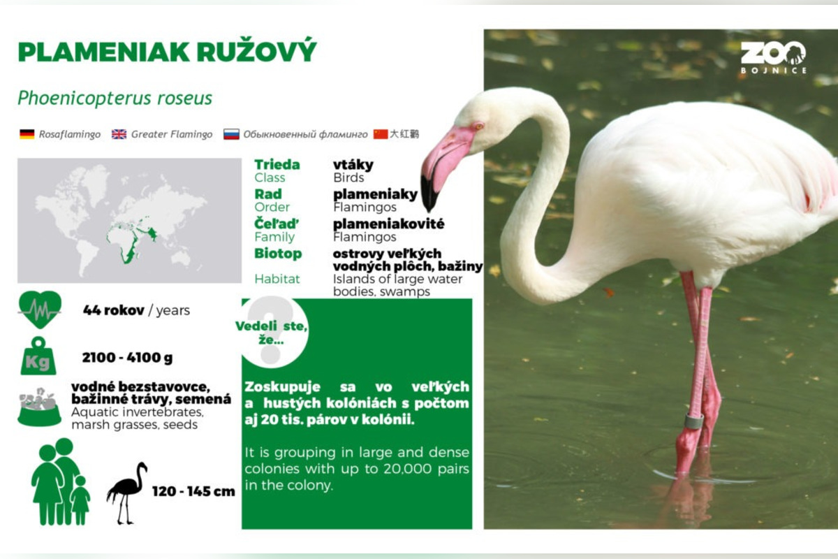 FOTO: Plameniaky v bojnickej zoo oslavujú jubileum , foto 3