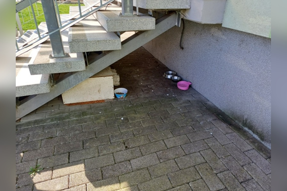 FOTO: Stará Turá bojuje s nelegálnymi kŕmnymi miestami a šírením chorôb, foto 1