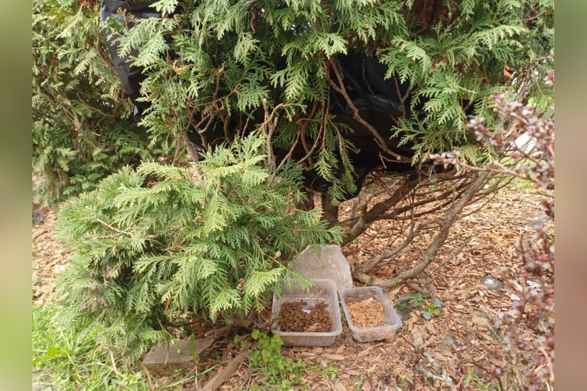 FOTO: Stará Turá bojuje s nelegálnymi kŕmnymi miestami a šírením chorôb, foto 2