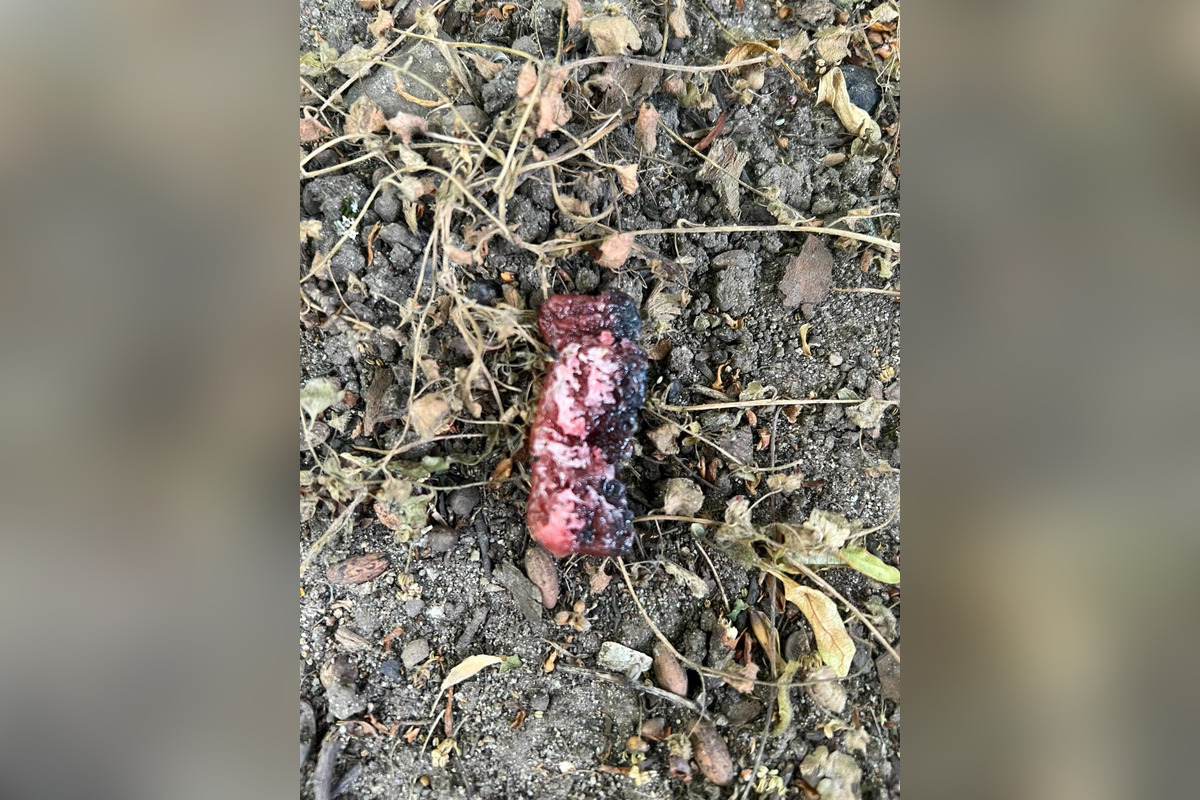 FOTO: V Trenčíne niekto len tak pohodil otravu na hlodavce do kríkov v blízkosti ihriska , foto 2