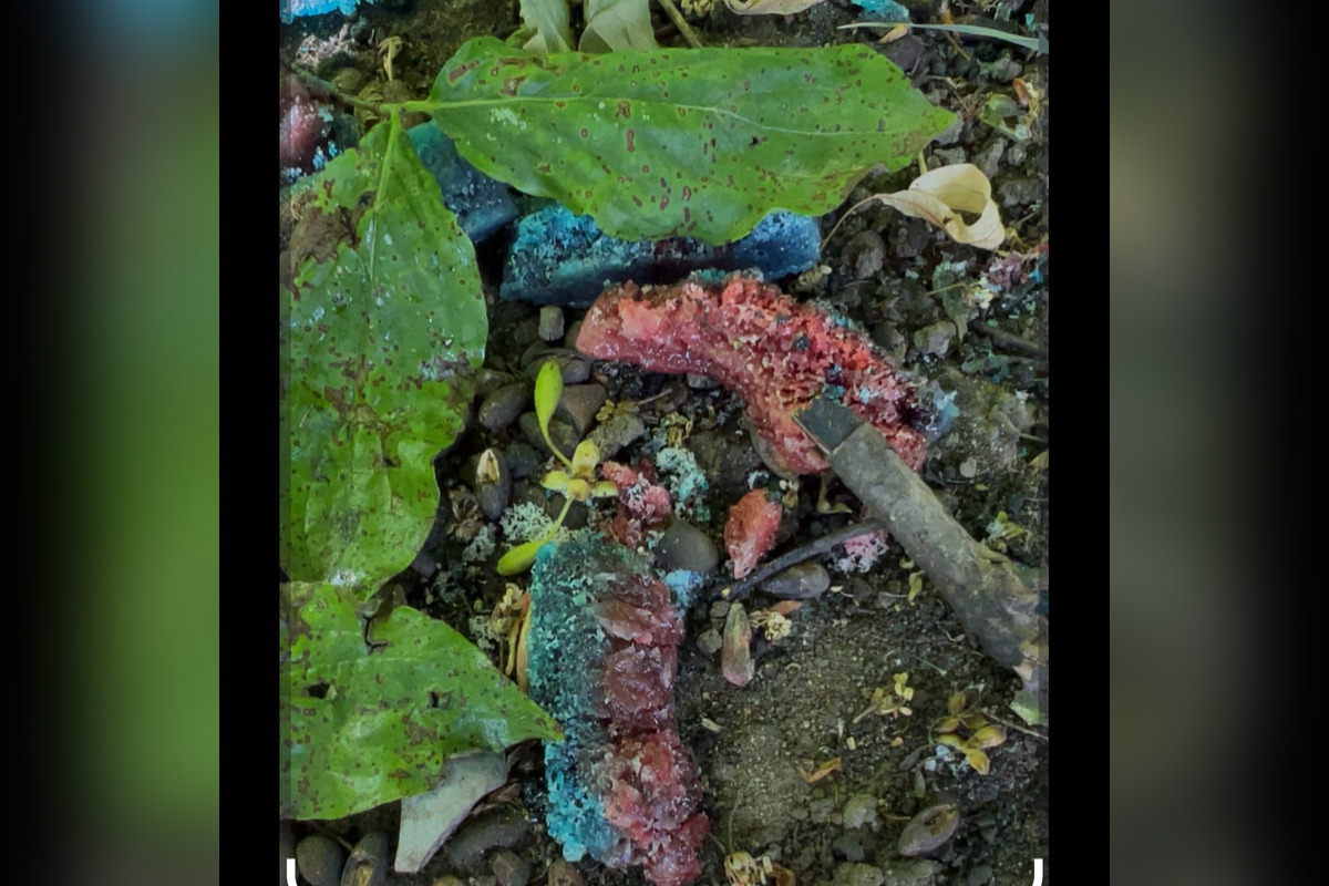 FOTO: V Trenčíne niekto len tak pohodil otravu na hlodavce do kríkov v blízkosti ihriska , foto 4