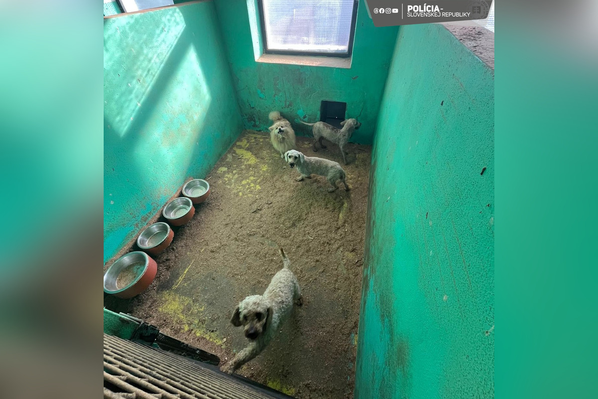 FOTO: V Partizánskom a Prievidzi našli dokopy až 853 nelegálne chovaných psov , foto 1