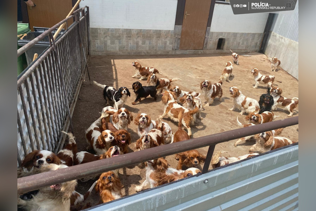 FOTO: V Partizánskom a Prievidzi našli dokopy až 853 nelegálne chovaných psov , foto 2